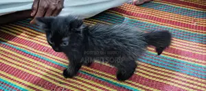Cat for sale