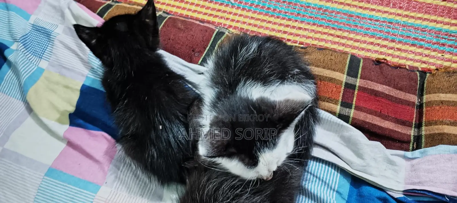 Cat for sale