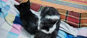 Cat for sale