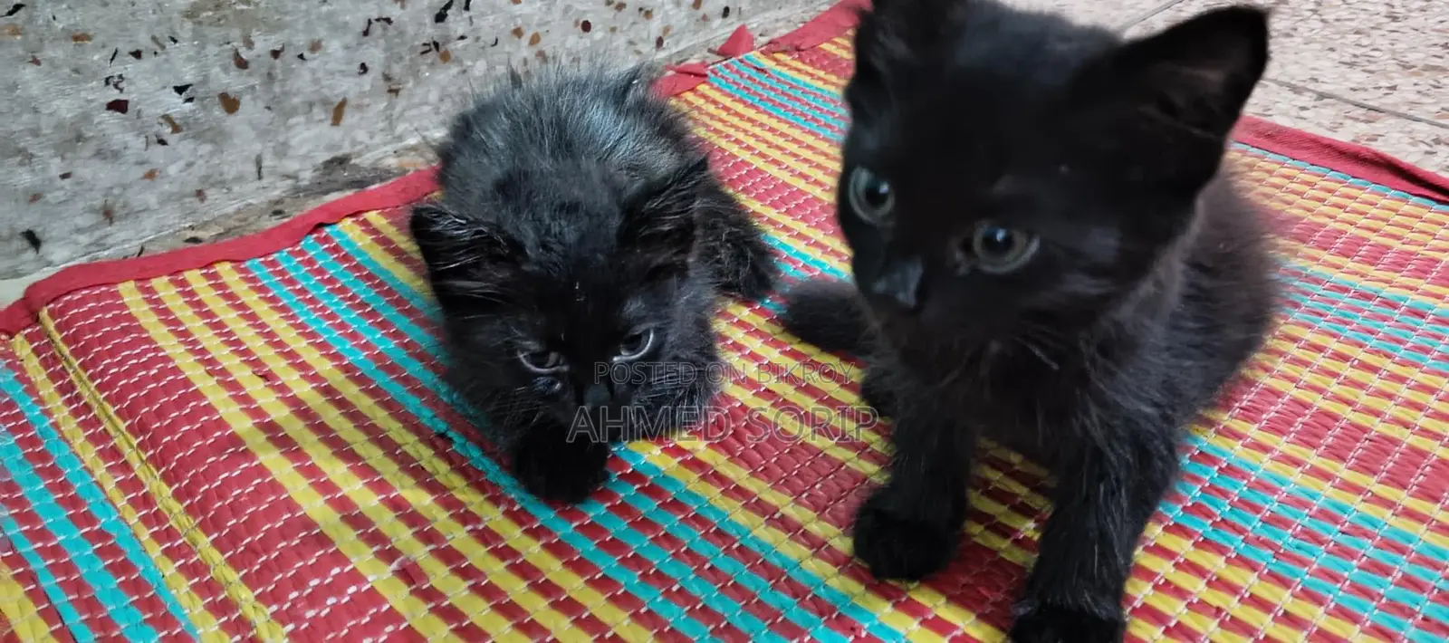 Cat for sale
