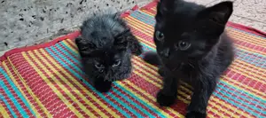 Cat for sale