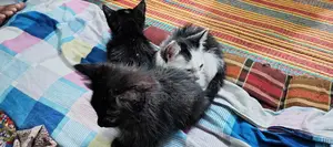 Cat for sale