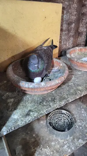 Pigeons