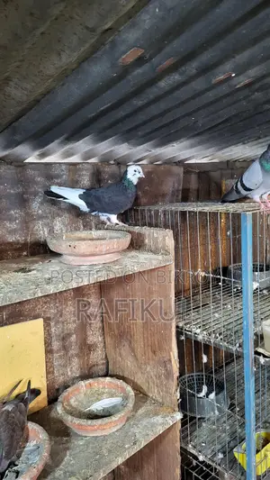Pigeons