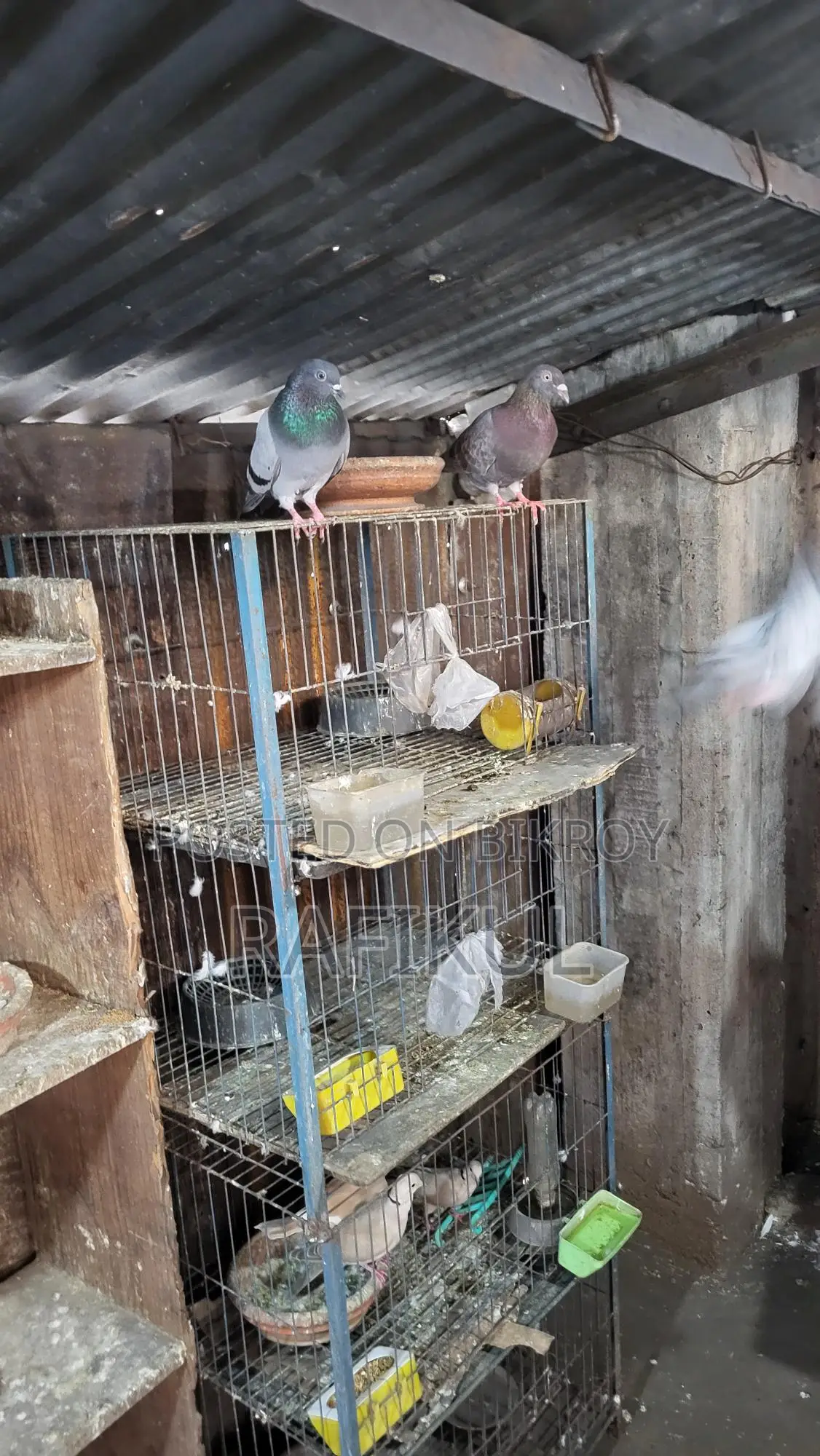 Pigeons