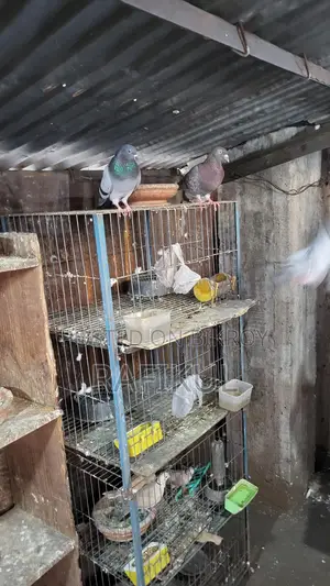 Pigeons