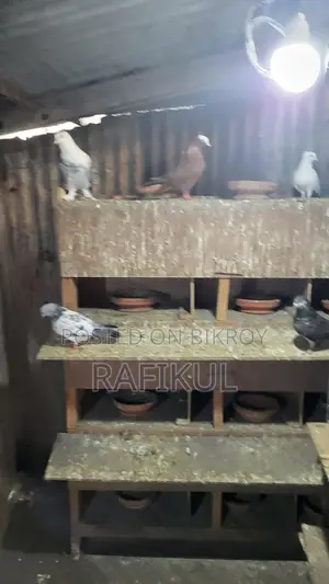 Pigeons
