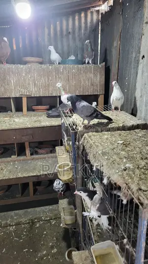 Pigeons