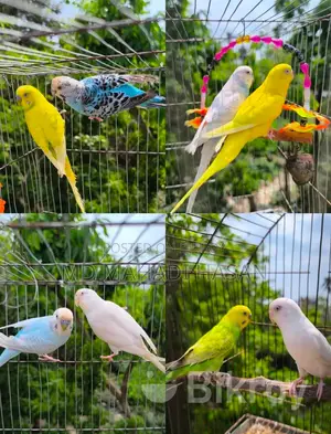 Budgie Bird