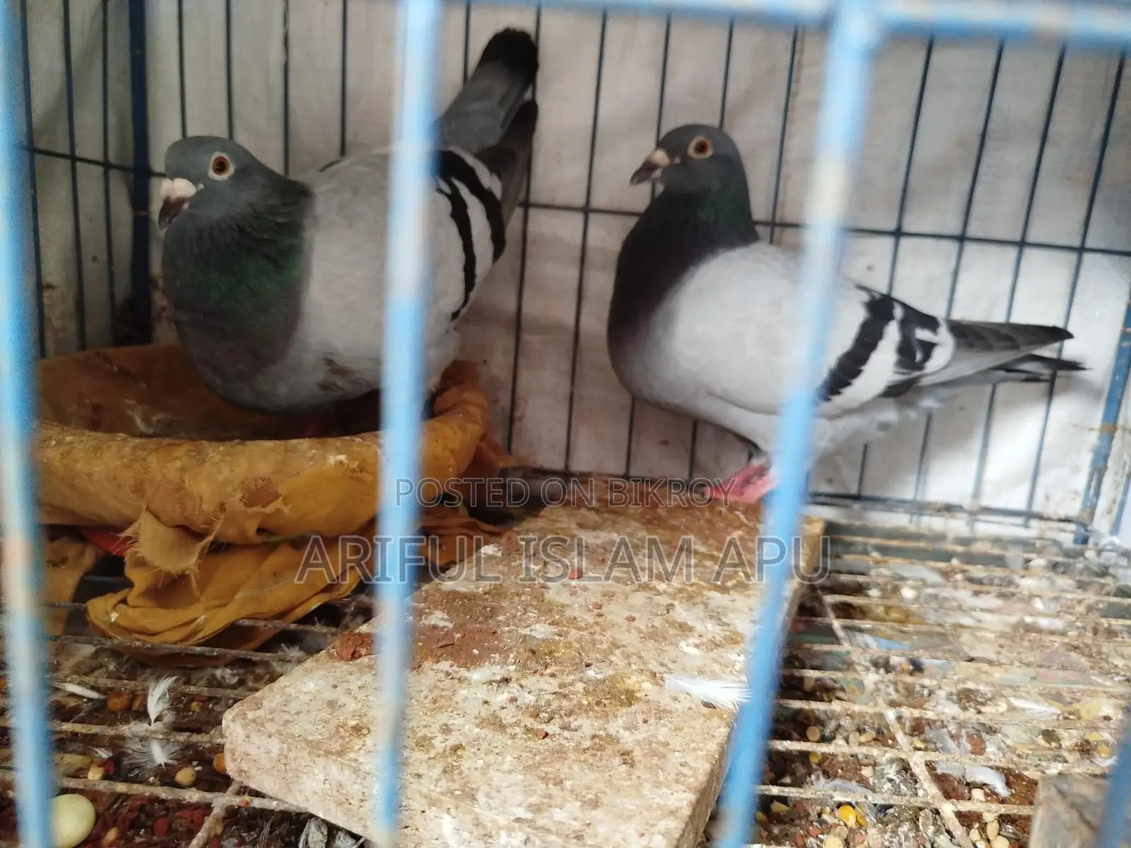 A pair of good breed racers for sale