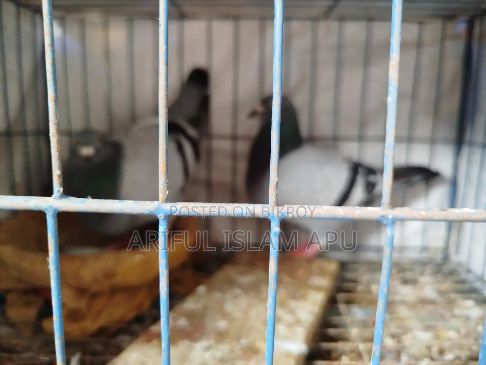 A pair of good breed racers for sale