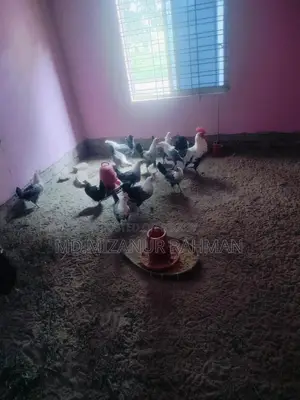 ফাউমি ডিম পারা মুরগি বিক্রি করা হবে