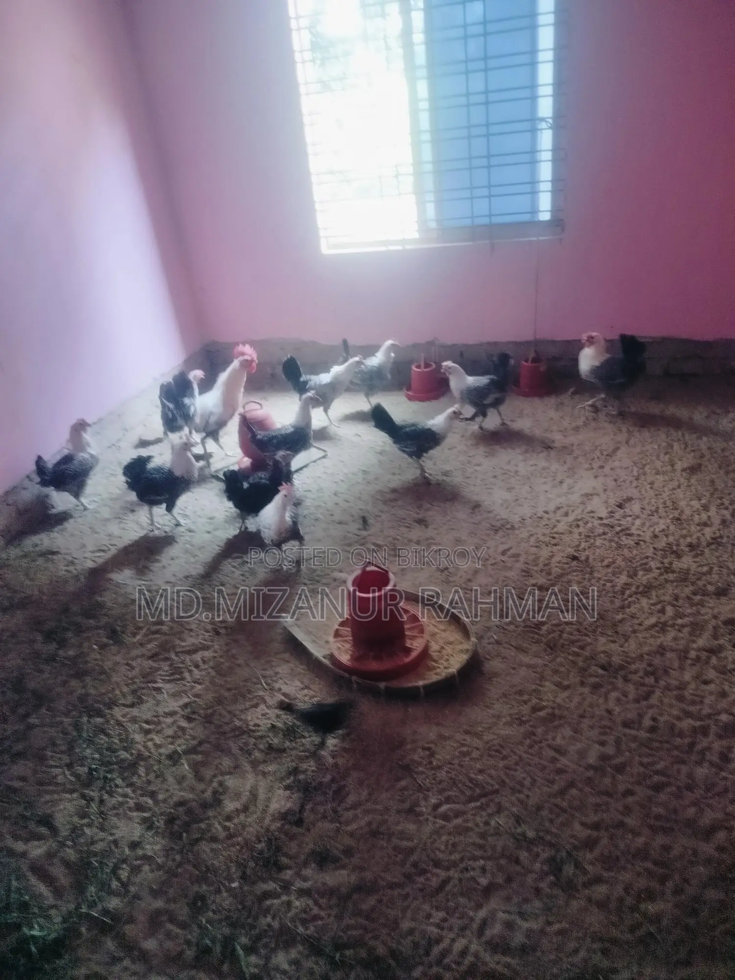ফাউমি ডিম পারা মুরগি বিক্রি করা হবে
