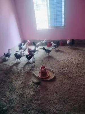 ফাউমি ডিম পারা মুরগি বিক্রি করা হবে