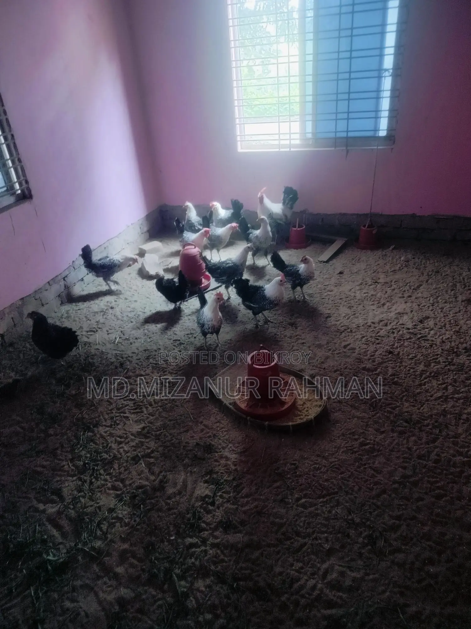 ফাউমি ডিম পারা মুরগি বিক্রি করা হবে