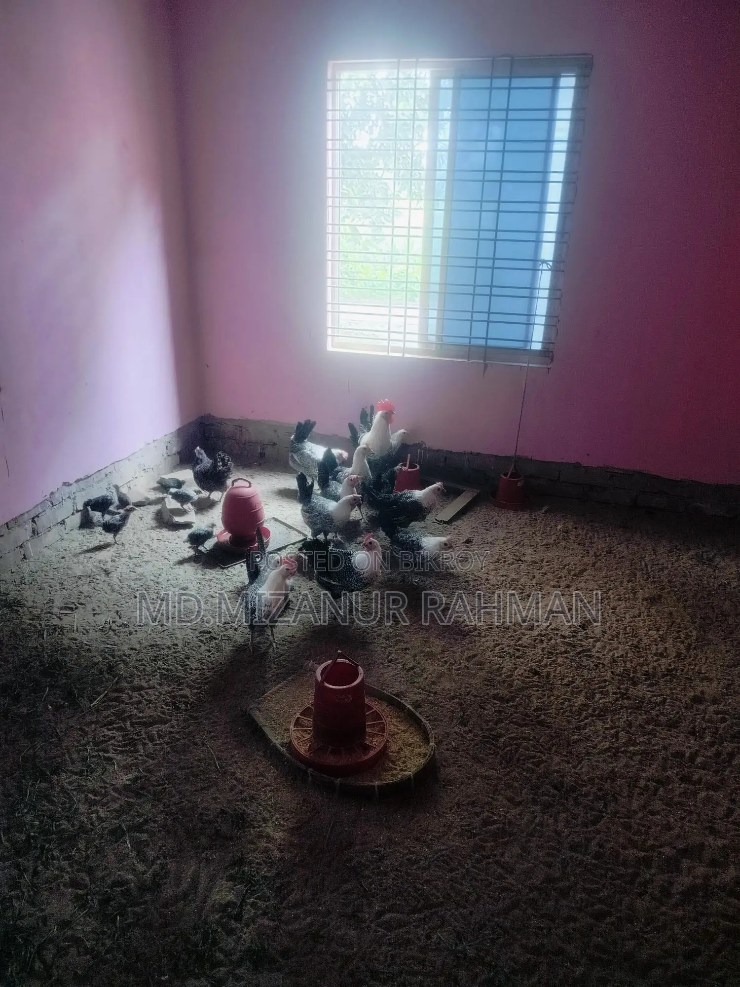 ফাউমি ডিম পারা মুরগি বিক্রি করা হবে