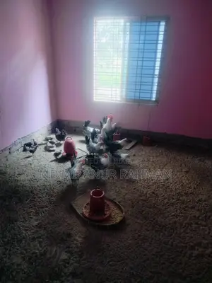 ফাউমি ডিম পারা মুরগি বিক্রি করা হবে