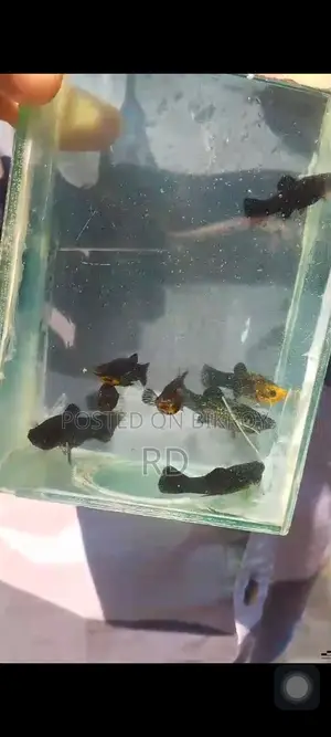 Black Molly Gold Dust