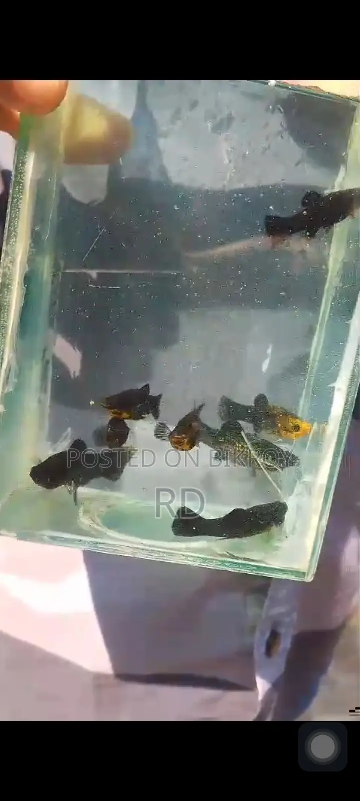 Black Molly Gold Dust