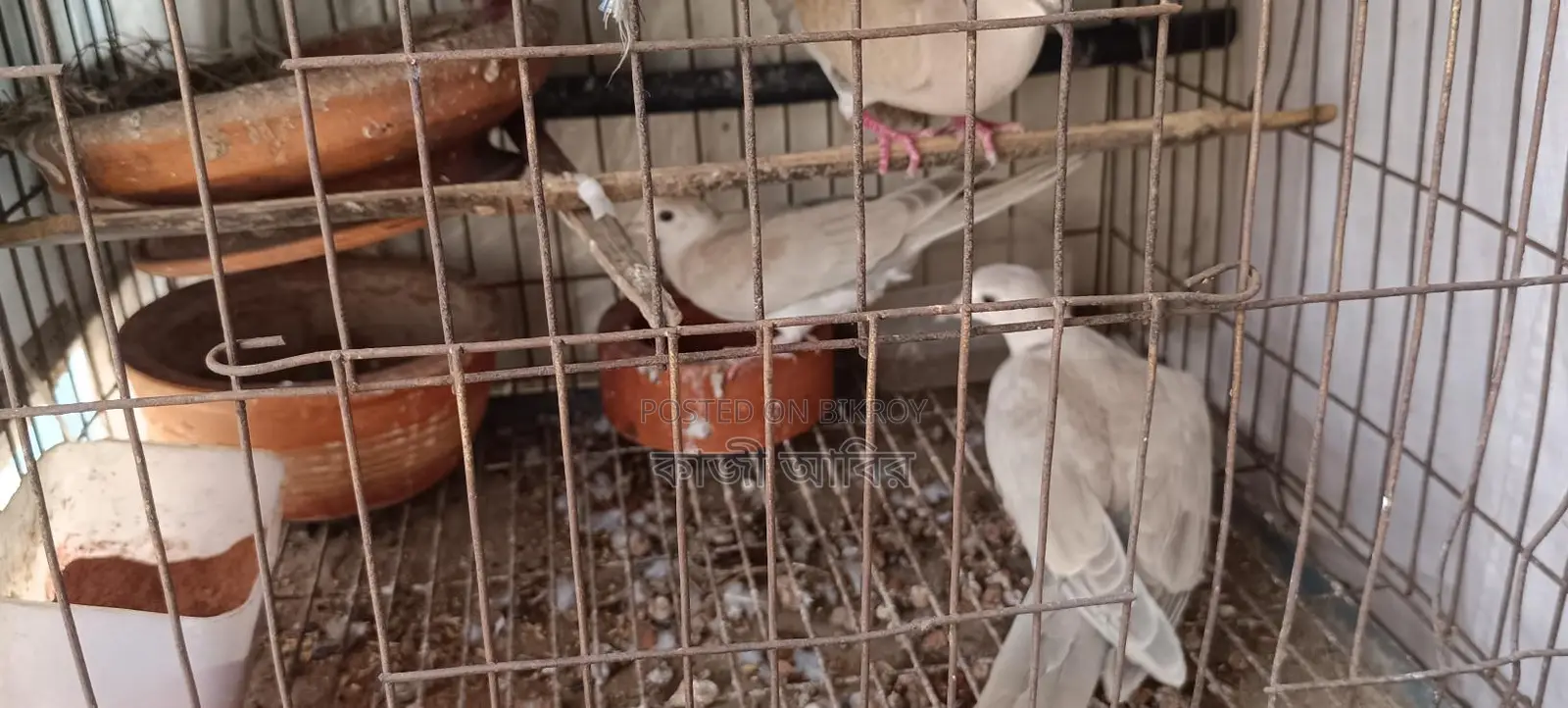 Pet Dove Chicks