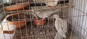 Pet Dove Chicks