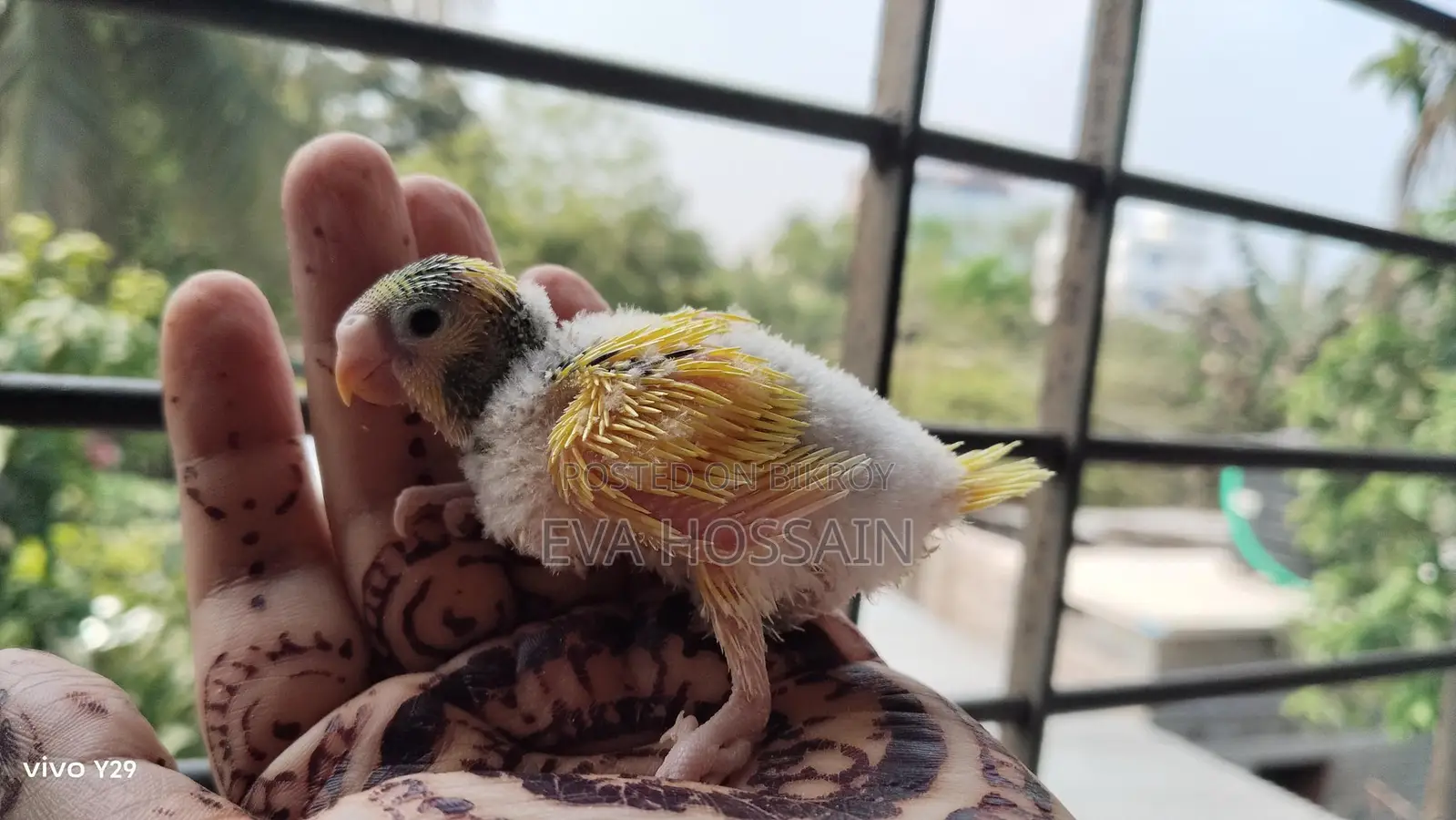 Budgerigar