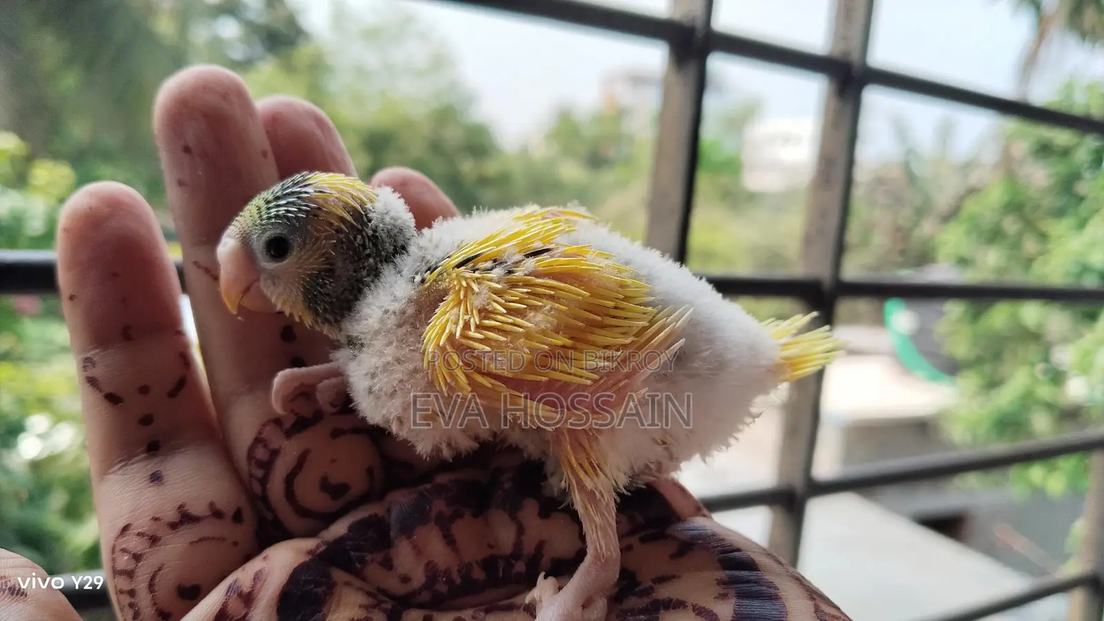 Budgerigar