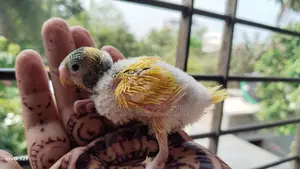 Budgerigar
