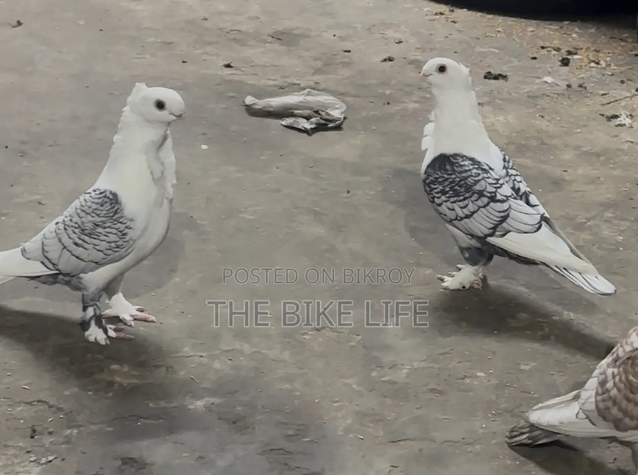 ক্লাসিক ব্ল্যাকলেস স্যাটিনেট