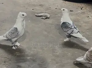 ক্লাসিক ব্ল্যাকলেস স্যাটিনেট