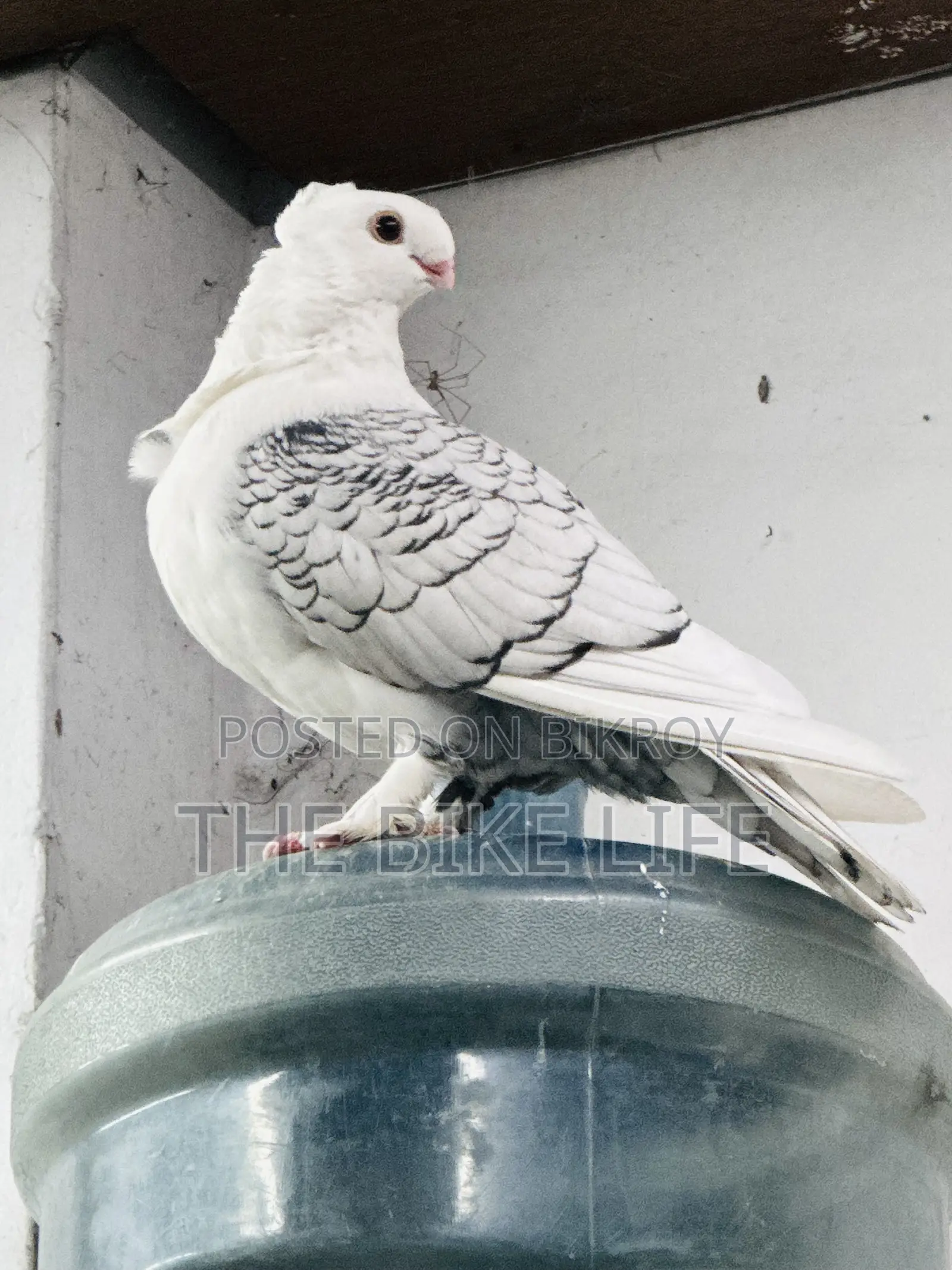 ক্লাসিক ব্ল্যাকলেস স্যাটিনেট