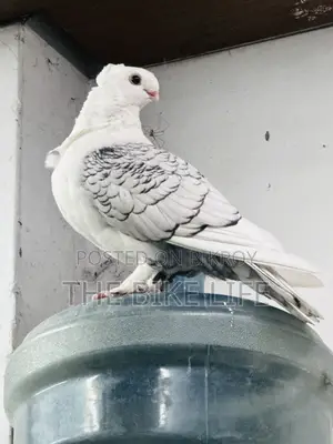 ক্লাসিক ব্ল্যাকলেস স্যাটিনেট