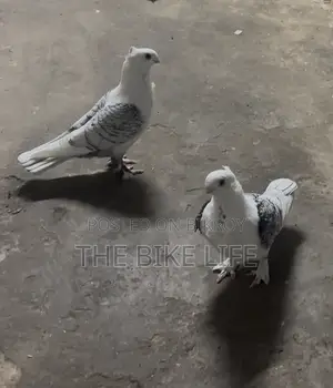 ক্লাসিক ব্ল্যাকলেস স্যাটিনেট