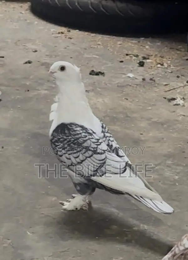 ক্লাসিক ব্ল্যাকলেস স্যাটিনেট