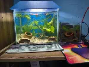 একুরিয়াম