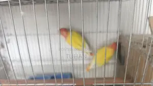 Love Bird