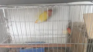 Love Bird