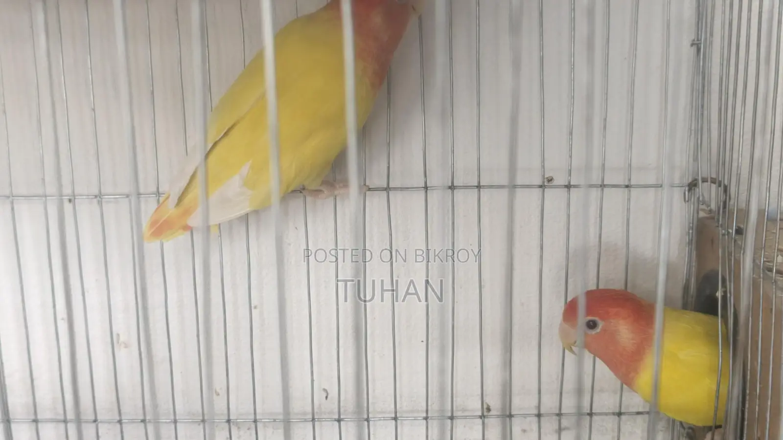 Love Bird