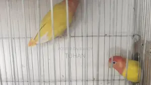 Love Bird