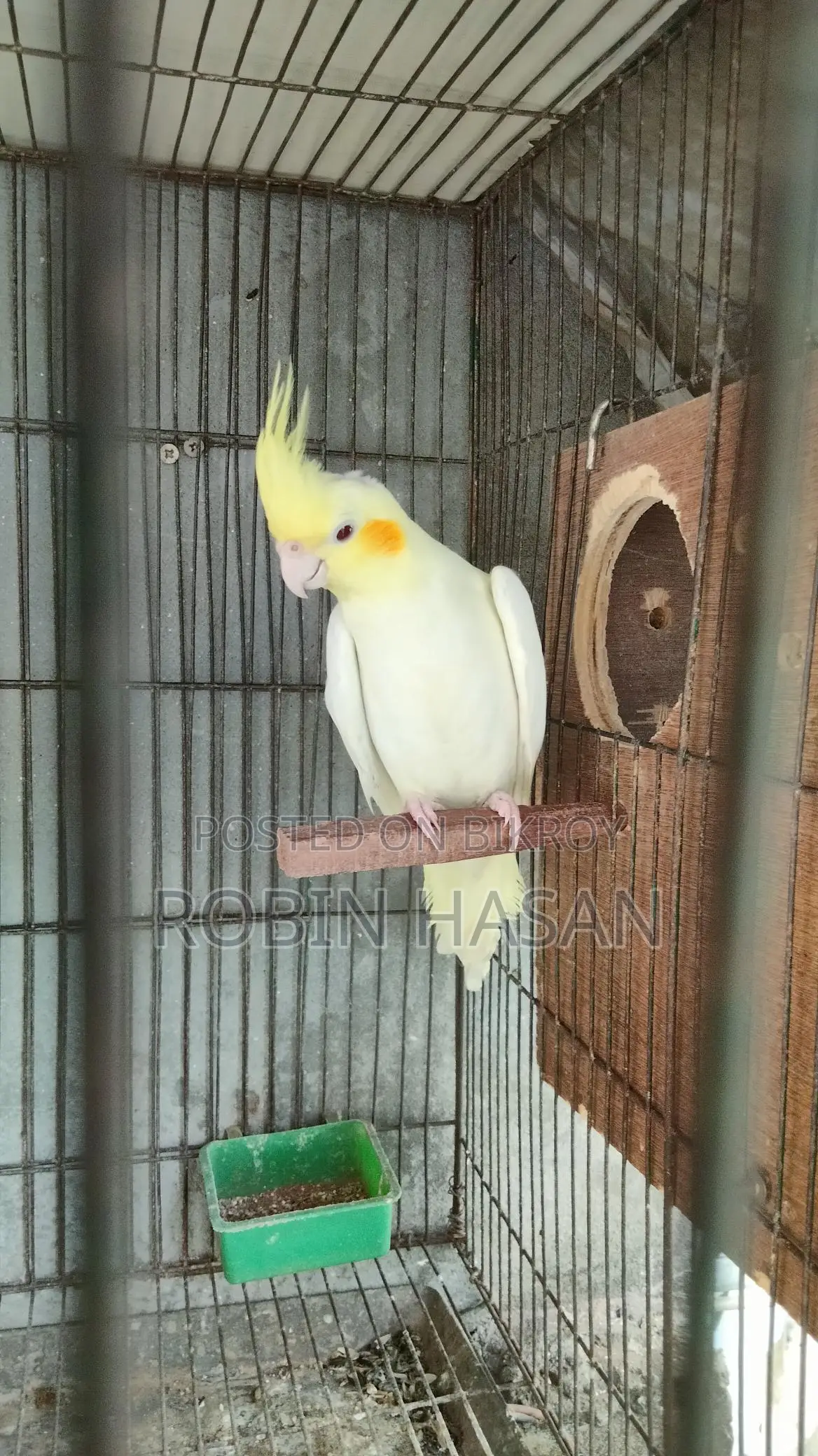 ককাটেল পাখি