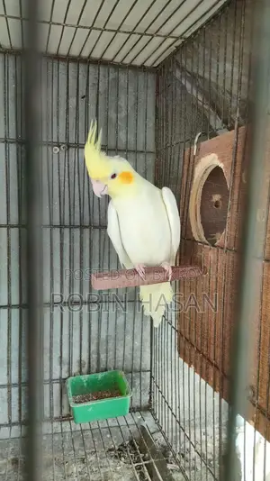 ককাটেল পাখি