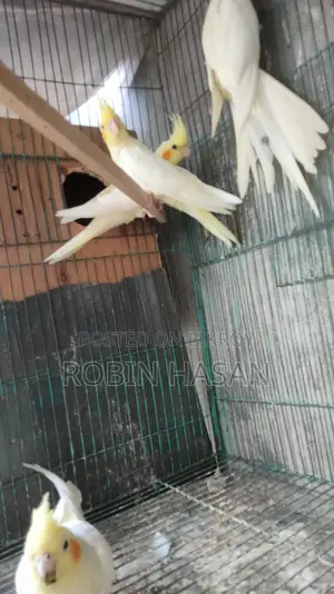 ককাটেল পাখি
