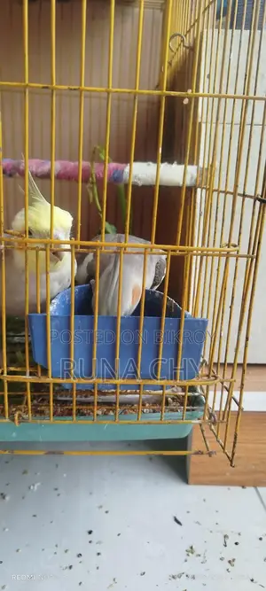 Cockatiel