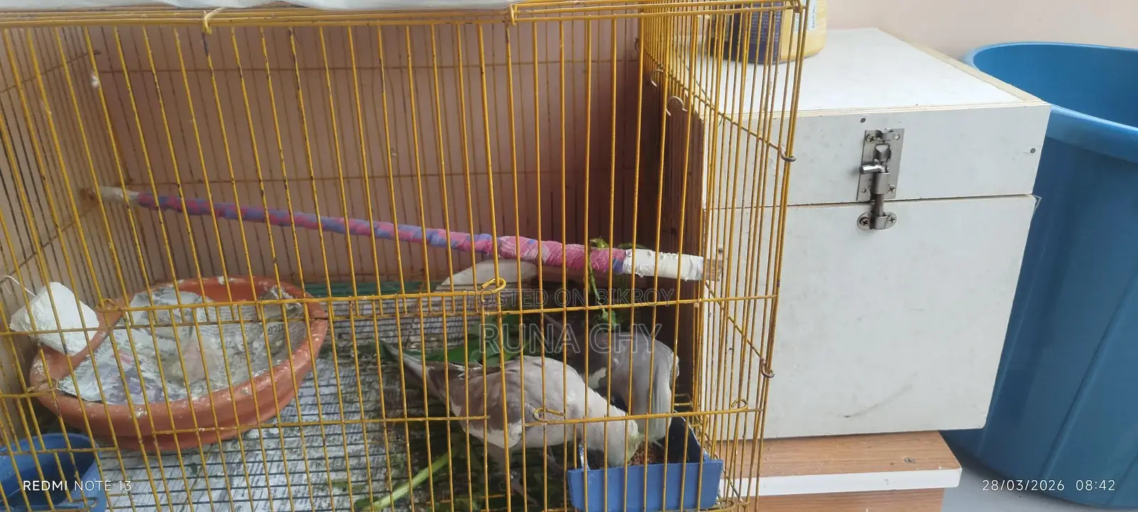 Cockatiel