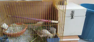 Cockatiel