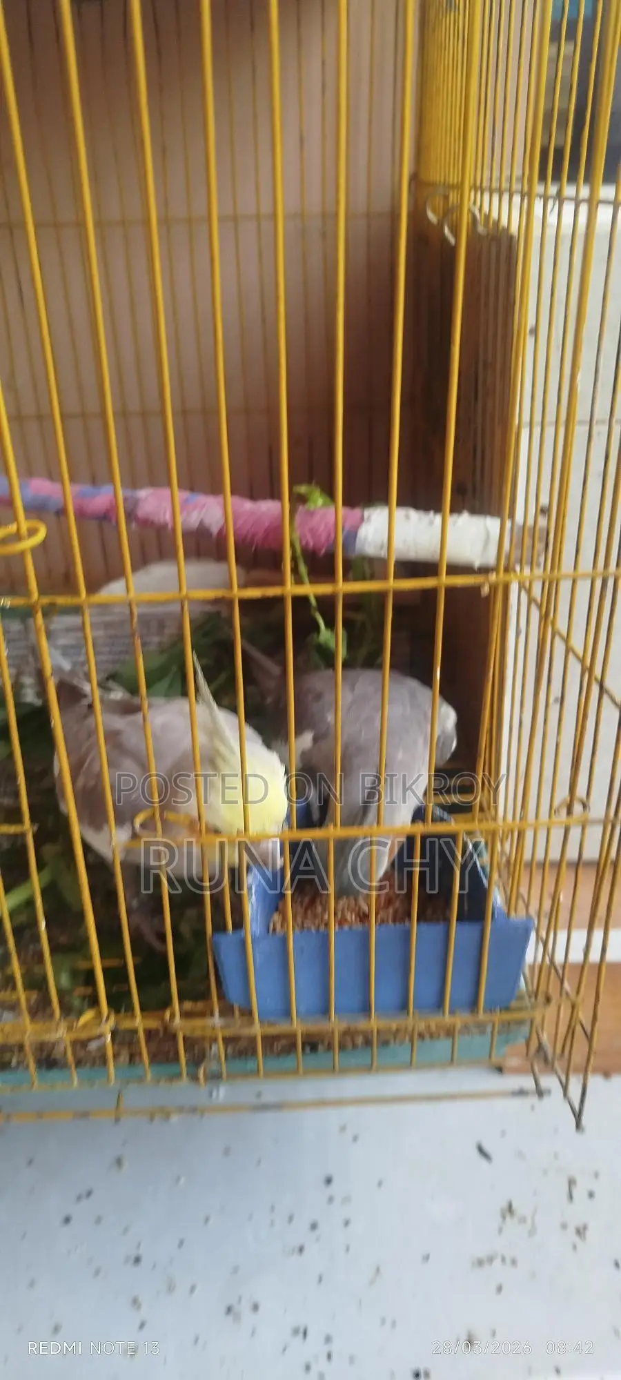 Cockatiel