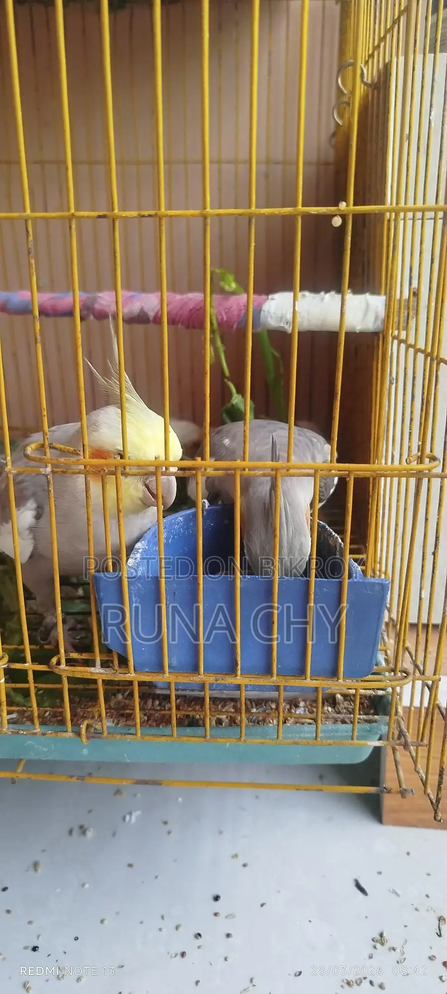 Cockatiel