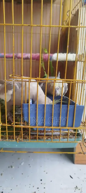 Cockatiel