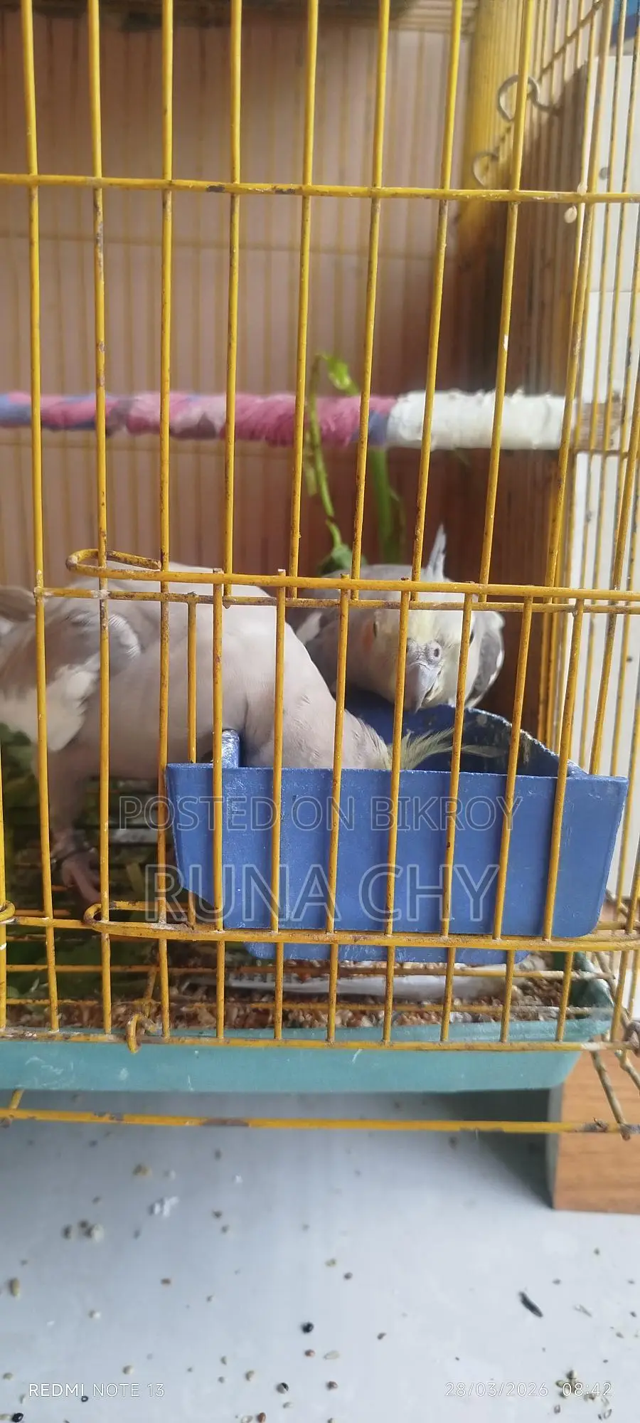 Cockatiel