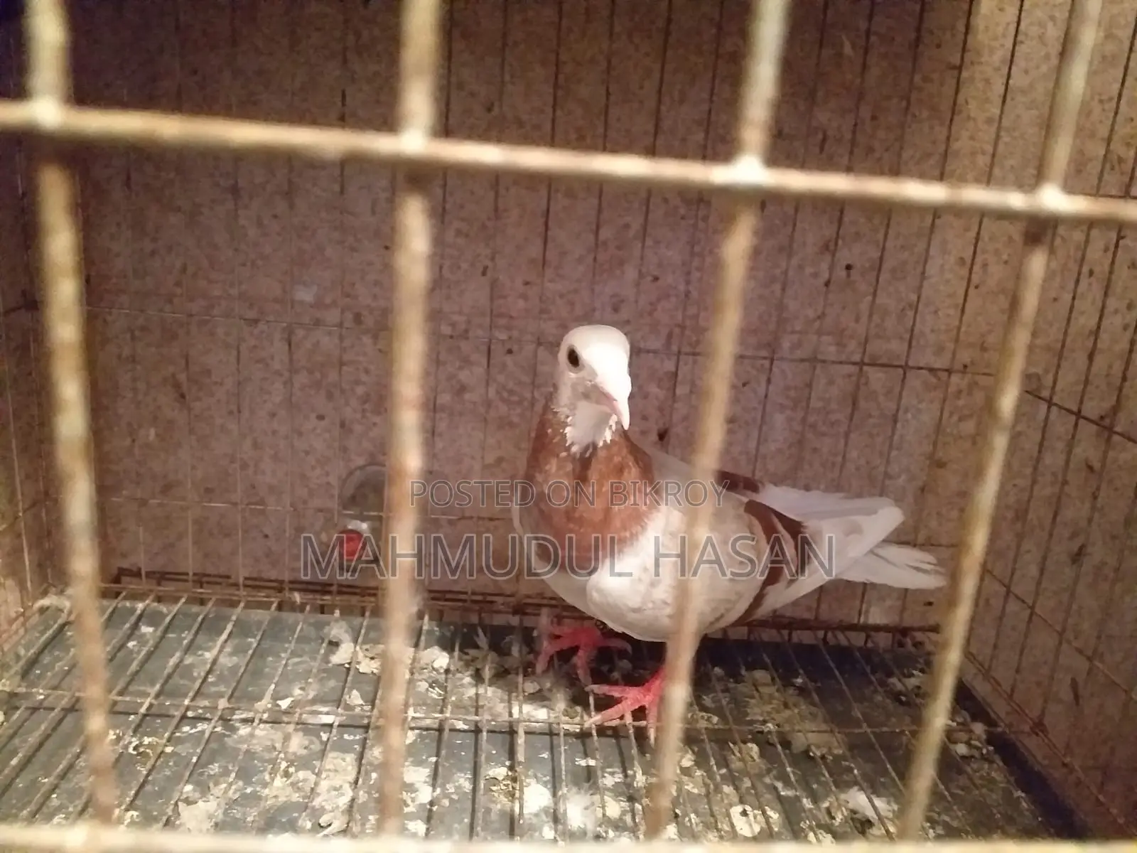 মিলি পাইড রেসার নর বিক্রি করা হবে